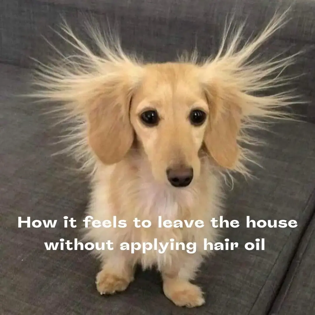 Mood😅🫣 Hair oil really does take your hair to the next level 🫶 Photos: Pinterest #squigsbeauty #beautymemes #hairmemes #hairoiling #prewashtreatment #dachshunds 