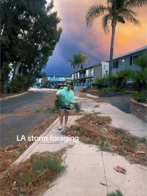 +70 mile winds in la and the #palisadesfire. So devastating #basketweaving #foraging #losangeles 