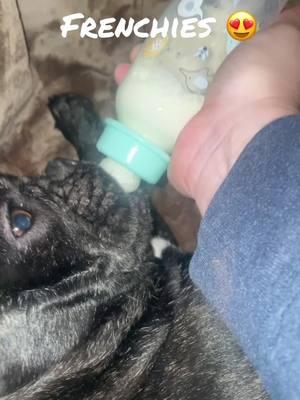 So we are on day 4 of whelping and she is just not wanting to eat much so we gotta bottle feed her goat milk. 🐐 🥛 #frenchies #whelping #csection #happy #three #merle #platinum #breeder #puppies #brindle #labor #goodmama #fouryoupage 