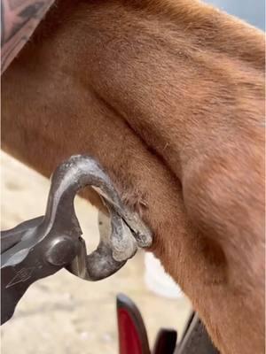 #animalwelfare #asmr #satisfying #farrier #farriersoftiktok #horse #horseshoe #hoof #care 