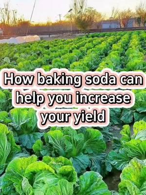 #creatorsearchinsights        Hashtags  #GardeningHacks #SustainableLiving #UrbanGardening #PlantCare #GardeningTips #EcoFriendly #OrganicGardening #HomeGarden #NatureLovers #GreenThumb #FYP #LifeHacks #TikTokMadeMeDoIt #Viral #ForYouPage #BakingSodaMagic #GardeningCommunity #Tiktok  #2025 #fyp #tiktok #LearnOnTikTok #viralvideos #trending #funnyvideos #Love #memes #duet #ForYou #ForYouPage #ThisIs4You #FYPage #SmallBusiness #shoplocal #supportsmallbusiness #smallbusinessowner #smallbiz #fitness #workout #fitnessmotivation #fitnesstips #MentalHealthAwareness #SelfCare #therapy #mindfulness #FoodLover #TikTokFood #FoodPorn #yummy #beauty #makeup #skincare #BeautyHacks zero trend 