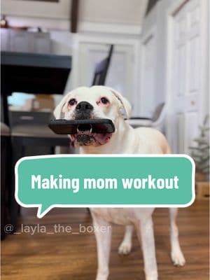 Someone’s gotta hold mom accountable 🙄 #funnydogs #doghumor #dogskit #skit #newyearsresolution 