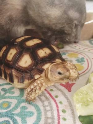 My “space invaders”… #tortoise #turtle #reptile #sulcata #sulcatatortoise #reptiles #tortoises #funnyanimals #kurakura #tortoiselife #funnypets #funnyanimals #turtles #tortoiselove #pet #tortoiselover #pardalis #BestFriends #aldabra #kittens #cats #Love #pets #animals #torto #funnyvideos #bff #sulcatalover 