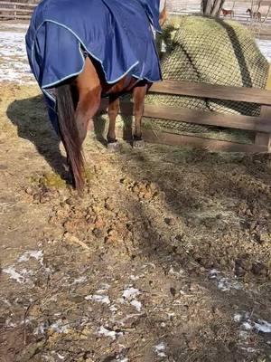 Thank you @thepainterswife56 for the voice over 💯#petsitting #lope #lunchcheck #check #lunchcheckin #horse #bay #bays #equestrian #lol #lopeawayhorsesitting #thebest #goodlaugh #this #thishorse #diet #wild #blanket #blanketcheck #fit #fitcheck #ootdinspo #ha #fy #viral #welcome #fyppppppppppppppppppppppp #2025 #struggles 