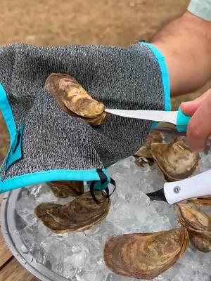 Just the sweet sounds of poppin' some oysters - is there anything better? 🦪 #Toadfish #PutEmBack #Oysters #Shucking