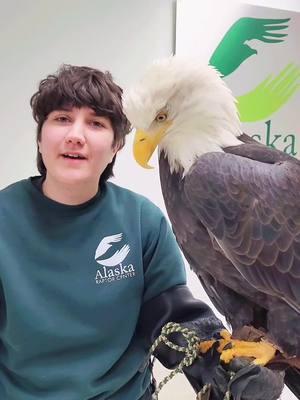 Did you know that Bald Eagles can reaching over 10,000 feet? #soaring #AnimalFacts #WildlifeEducation 