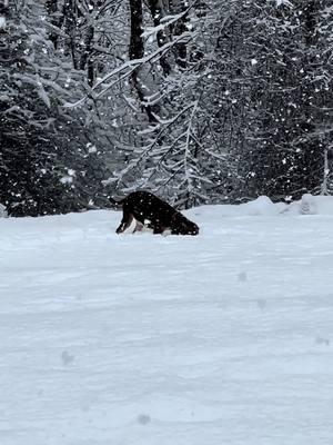 Jake said he LOVES snow days 🐾🤣 #beagle #beaglepuppy #puppytiktok #snowday #snowstorm #dogsinsnow #viralvideo #puppies #cutepuppy #floppyears 