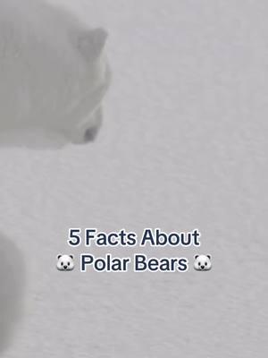 🐻‍❄️❄️ SNOW MY GOSH! ❄️🐻‍❄️ Polar bears are truly amazing, aren’t they? Let us know which polar bears you’re tracking below! 📹: @Polar Bears International  #polarbear #polarbears #polarbearsinternational #animalvideos #animals 