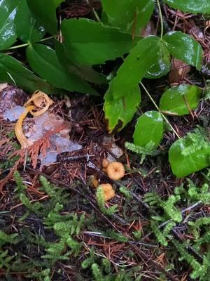 Winter/yellowfoot chanterelles are not “true” chanterelles, but they sure are delicious.  #shortcuttomushrooms #wildmushrooms #mushroomforaging #winterchanterelle #bilbobaggins 