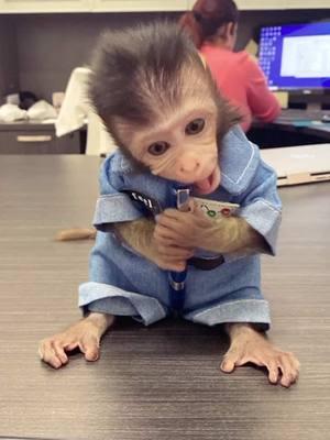 Who misses baby me 😍❤️ ##cutepets##monkey##monkeypets##exoticpets##monkeysofmiami##monkeymiami##cuteanimals##petsofinstagram##rafithemonkey##fyp