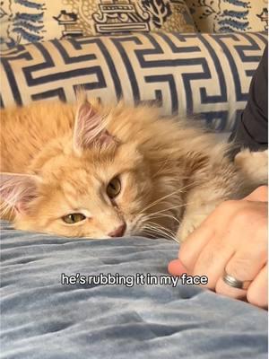 it’s the disrespect for me #cattok #catsoftiktok #mainecoon #mainecooncat #polydactylcat 