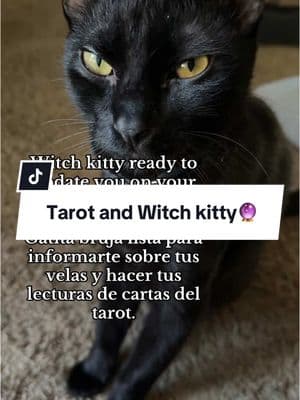 My cat is a savage and will tell you exactly what you need to do and hear. Not what ya want😩 #witchcat #fypシ #brujadetiktok #brujagato #tarotcards #hardwork 