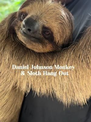 Daniel Johnson Monkey & Sloth Hang Out in Roatan, Honduras! #roatan #roatanhonduras #danieljohnsonsmonkeyandalothhangout #cruiseexcursion #roatanhonduras🌴🇭🇳 #roatanhonduras🌴🇭🇳❤️ 