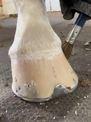 #farrier #fyp #hoofcare #asmr #tiktokfarrier #oddlysatisfying #satisfying #horse #tiktokhorseshoer #kevlar 