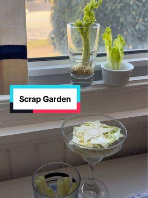 Keeping a little scrap garden is a great way to reduce food waste, help your food budget, and add more fresh green in your life!🥰 💚 #OptimisticKitchen  #makeyourkitchenyourhappyplace #ReduceFoodWaste #Garden #GrowFood #growyourfood  #ScrapGarden #GrowFromScraps #growyourscraps #scallionhack #cabbagehack #lettucehack #celeryhack #budgetfriendly #foodbudget #kitchenscrapgarden #fyp #foryou #fypfood #FoodTok 