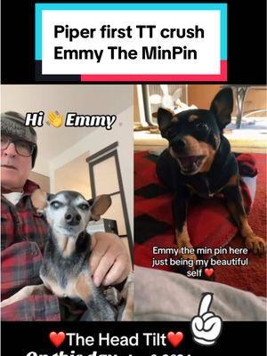 Pipers first TikTok crush, Emmy The MinPin.  #onthisday @Valerie #pipertheminpin #dogdaddy #dogdad #piperstong #minpinsoftiktok #minpins #minpin #frostedface #minpinsoftiktok💕 #dogsoftiktok #minaturepincher #seniordogsoftiktok #dogdementia #agingdog #frostedfaces #dogs #dogsnamedpiper #blinddogsoftiktok #emmytheminpin 