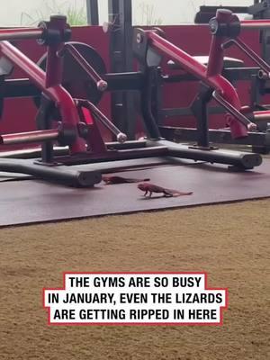 2025 everyone and everything is getting fit 😆  #lizards #gym #workout #pump #gettingbig #culture 