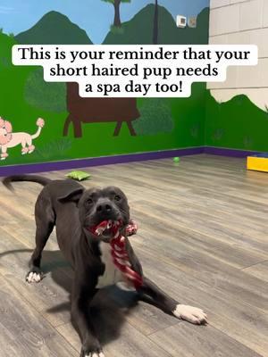 Short haired dogs need a spa day too!💜✨ Come see us! • • • • • #atlantadoggroomer #atlantagroomer #doggroomer #doggroomersoftiktok #happyheartspetcareservicesatl #atlanta #atldoggroomer #doggrooming #doglover #deshedding 