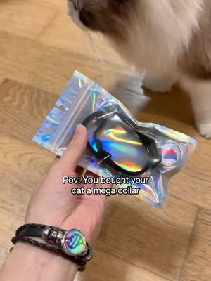 Your cat is evolving now😈😈😈 #collar #cat #pet #catcollar #petcollar #animefans #pokemonfans #pokemon #giftidea #pokemoncommunity #pokemoncollection #foryou #viral #megaevolve #megaevolution #trending #fyp 