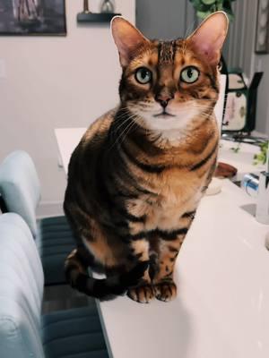 Hi, I’m Jaxi welcome to my mom‘s page. This bitch is trying to make me famous #cats #catsoftiktok #bengalcat #grumpycat #kitty #fyp #fypシ #meow #catinfluencer #followme 