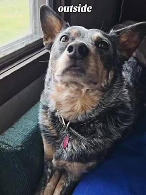 I'm doing my job, lady. now go fix my lunch. #blueheeler #heeler #barking #austrailiancattledog #doggo #mamasboy #cowdog #cattledog #farmlife #farmdog #privateroad #afewgoodmen #imtheproblemitsme #itsme #guarddog 