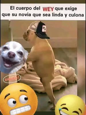 #chismesito #omaigad #a🥚quesi #muerolentamenti☆ #comediayhumor #comedia #itscurleey☆ #chistesito #chistorrin #tuminionconflow☆ #larosadegualupe #🤣 #denleuntacoacurleey☆ #sufro #patugo #taspatugo #caismal 