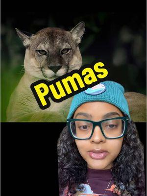 Facts about the Puma🧊 #animalfacts #greenscreen #puma #mountainlion #cougar  