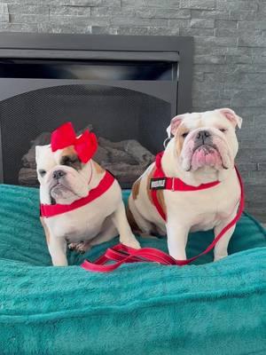 And to show up wearing the same thing   #bulldogs #bullhug #doglover #fyp #cutedogs #dogsoftiktok @Bullhug 