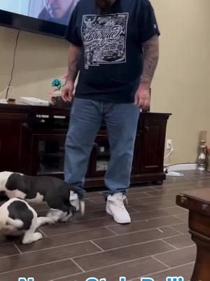 #training #basic #sitting #sit #gooddogs #puppies #puppylove #puppytraining #Home #americanbully #xlbully #viralvideo #tiktokvideo #fyp 