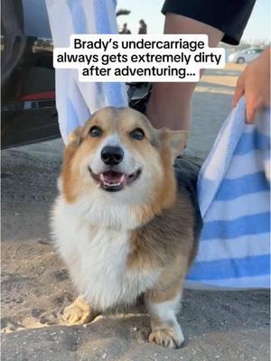 Without fail, Brady is always 100 times dirtier than Graffiti after an adventure session! It seems to be a combination of his extremely short stumps and affinity to wade in the water. Luckily he enjoys getting a wipe down 🥰.  #corgi #dogbeach #dogadventures 