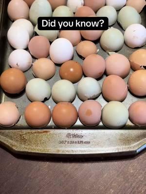 Now you know! #eggshells #selfsufficient #nowaste #diet #supplement #chickens #dogs #cats #garden 