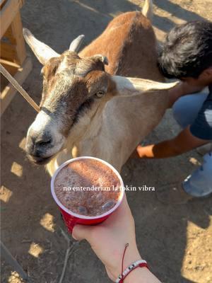 ✨ Instagram: @heidylomeli ✨                                        las vibras >> ☀️🌾🐮☕️ #rancho #pajarete #mexicantiktok #chivo #fyp #parati #vaquera #sinaloense #jali #parati @EZ Band 