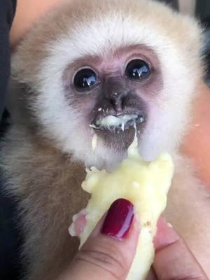 Throwback to when Kasem was a baby and ate his first banana 🍌😍 #gibbon #banana #babygibbon #zwfmiami #lesserape #wildlife 