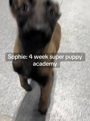 Meet ✨Sophie✨ Sophie is currently jumping for joy because her dad just enrolled her in our 4 week super puppy academy! (Dad’s jumping for joy with our 10% off sale too 😉)  During the course of the next 4 weeks, Sophie will learn all 5 basic obedience behaviors: sit, down, recall, loose leash walking, and place.  She will also have sessions including basic manners, proper socialization with people as well as other dogs, crate training, potty training, engagment and drive building, as well as environmental exposure.  We are so excited to have her with us at GK9, and cant wait to see her grow!  #belgianmalinois #belgianmalinoisoftiktok #belgianmalinoispuppy #tennessee #ppd #nashvilledogs #nashvilledogtraining #obediencetraining #protectiontraining #trainingbasics #dogsoftiktok #DogTraining #puppytrainingtips 