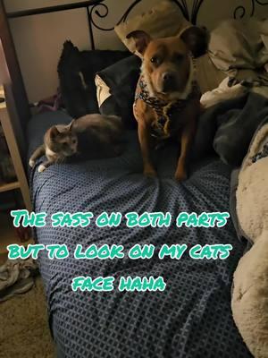 the verdict is still out on how the cat feels about the new dog #newest #newdog #catsoftiktok #sassypets 