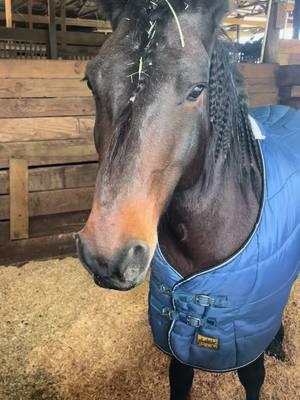 It’s been chilly down here in the swamp, Ame told me he was cold and he’s a certified Floridian now.  . . . #horse #mustang #blmmustang #devilsgardenmustang #gelding #bayroan #roan #horsesoftiktok #horsetok #horsefyp #stable 