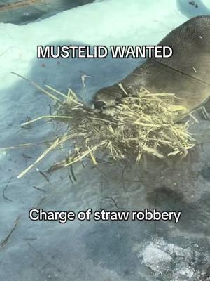 Mustelid wanted for 2 counts of straw robbery. 🚨🦦  Fugitive may be harbored inside the Kansas Carnivores exhibit at the Topeka Zoo. #mustelid #riverotter #otter #ottersoftiktok #topekazoo #zoo 