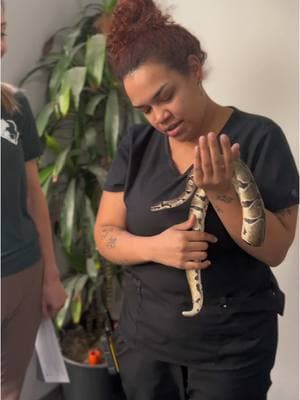 Say hello to Hisseltoe, a sweet ball python who slithered into our shelter—and spoiler alert—he’s already found his forever home! 🎉 But if you’re thinking about adopting a snake like Hisseltoe, we’ve got you covered. Head over to our YouTube channel, where we break down everything you need to know about owning a pet snake, including their lifespan, eating and sleeping habits, and the basics of keeping them healthy. 🩺🐍 ✨ Thinking about adding a reptile to your family? Check out the video and our website to see who’s still waiting for their forever home! #PetSnakeBasics #AdoptDontShop #WellnessWednesday #SnakeLove #Snakes #snakesoftiktok #humanesociety #ivhs #ivhsspca #animalshelter