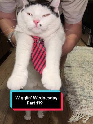 Wigglin’ Wednesday Part 119 🕺😶‍🌫️😈 the after-work wiggle party 🦭🔥 #cat #catsoftiktok #wigglinwednesday #melonnfinn #fyp