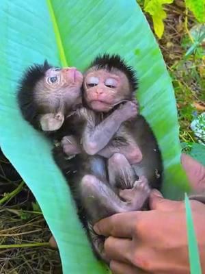 Rescue the poor baby monkey #monkey #monkeys #monkeydluffy #babymonkey #cute #cutemonkey #wildlife #monkeyface #usa #wildanimals #animals #pet #foryou #cuteanimals #poor #monkeybaby #monkeylover #babyanimals #adorable #viral 