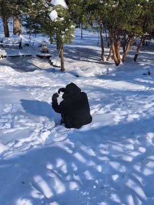 Well at least Ivy will always save us, Zo 🐻 was eating snow 🤣 #twoboxersdelray #PetsOfTikTok #boxers #boxerdog #dogs #snow 