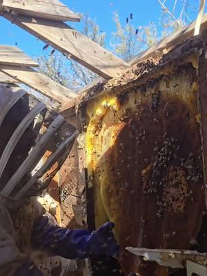 First 2025 Hive #killerbeeguy #killerbee #honeybees #invasivespecies 