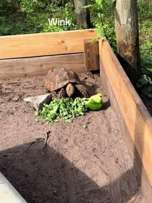 Wink our 4 year old Aftican Sulcata has awoken from a two day sleep and is hungry#tiktok #Love #musically #memes #follow #like #viral #trending #funny #music #video#Qcomedy #dance #cute #explorepage #wallacewahog #warthog #pets #animals #nature #Love #community #friends#rescueanimals#harmony#sanctuary#SafariLife#NatureVibes#WildlifePhotagraphy#AnimalKingdom#WildlifeWatch#SavannahSights#TikTokWildlife#AnimalRescue#rescueanimals#AnimalHeroes#SaveALife#AnimalWelfare#TikTokRescue#AnimalTherapy#TherapyAnimals#EmotionalSupportAnimal#PetTherapy#AnimalAssistedTherapy#TherapyPets#HealingWithAnimals#ComfortAnimals#AnimalLove#MentalHealthSupport#PetLove#Nonprofit#Charity#CommunityServive#SocialImpact#VolunteerWork#Humanitarian#Philanthropy #MakeADifference