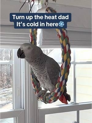 1 minute with Symon the African Grey Talking Parrot🦜Feel my love everyday - get my Symagirl merch today! I have adult and kids Ts, hoodies and mugs! LINK IN BIO! Scroll when you're there to find more of your favorite Symagear!   🦜Symon is a 3 year old female Congo African Grey Parrot, hatched on June 15th 2021 who lives in a cozy country home with her parents, Chris and Sheila, and her two parrot siblings, Mickey and Sunny. Symon is an outgoing and talkative bird who loves to chat with anyone who will listen. Her favorite phrases are "Give me a kiss" and "I love you," which she repeats frequently throughout the day. Symon's family is not just limited to birds, however. They share their home with five rescued cats, including William, Meg, Harry, Gigi, and Garfield. Despite being different species, all of the animals get along famously, and they often play chase around the house. Symon enjoys chatting away to them, asking for kisses and declaring her love. Symon's love for talking is impressive, and she has a vast vocabulary that includes everyday sounds such as phones ringing and doorbells chiming. Her ability to mimic human speech is uncanny, and she often surprises her family with new phrases or sounds. Her favorite, however, remains "Give me a kiss" and "I love you," which she repeats whenever anyone approaches her cage. Symon's playful personality and impressive vocabulary bring joy and laughter to her family's daily routine. They often spend hours chatting with her, listening to her mimic their laughter or repeat phrases they have taught her. Her affectionate nature also endears her to her animal siblings, and they often cuddle up against her cage, enjoying the attention from their feathered friend. Despite her small size, Symon has a big presence in the household, and her family cherishes each and every moment spent with her. She is a beloved member of the family, and her favorite phrases "Give me a kiss" and "I love you" have become a cherished part of their daily routine. Symon's love for talking and her affectionate nature make her a unique and special member of the family, bringing laughter and joy to everyone around her. Funny African Grey Parrot video Types of African Grey Parrots Teaching a parrot to talk African grey bird Parrot Learning to talk Best African Grey Talking Parrot African Grey Parrot Sounds Funny Talking Birds African Grey Playing Alex the talking Parrot Irene Pepperberg Parrot Education African Parrot Videos African Grey Parrot sounds talking Birds having fun Birds of TikTok How do parrots talk Birds videos why do parrots dance #babyparrot #congoafricangrey #africangrey #africangreyparrot #parrot #parrotsoftiktok #africanparrot #africanparrots #parrotsoftiktok #greyparrots #africangreysoftiktok #symonpapps #congoafricangreysoftiktok #cag #talkingparrots #talkingparrot #parrotlovers #parrotlife #funnyparrot #talkingbird #africangreylover #bird #funnyparrot #crazyparrot #Africangreyparrotsoftiktok #girlpower #sillyparrot #babyparrot #talkingparrot #congoafricangrey #africangrey #africangreyparrot #parrot #parrotsofinstagram #africanparrot #africanparrots #parrotsofinstagram #greyparrots #africanparrotsofinstagram #symontheafricangreyparrot #Love#africangreyparrotsofinstagram #petsofinstagram #birds #cag #talkingbird #crazybird #playbird #crazybird #birdsofinstagram #sillybird #parrots #happybird #talkingparrot #cag #birdlover #crazy #parrot #africangreyparrot #babyparrot #bird #parrotlife #africangrey #crazyparrot #funnyparrot #parrot #birds #parrots #africangreyparrots #parrotsong #parrottalking #parrotlover #parrotvideo #parrotvideos #starwars #starwarstheme #letsgo #iloveyou #givemeakiss #Love #apples #grapes #kiss #bigkiss #backtowork #amazonparrot #yellownapedamazon #dirtybird #bananas #fyp