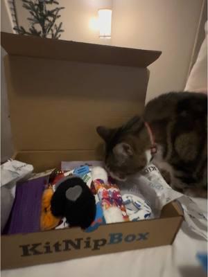 Long over due but we love @KitNipBox. The toys are amazing and even the dog wants to play with them 🥴🫢🤦‍♀️ #cat #kitnipbox #catsoftiktok #hawkeye #cattoys #seniorcat  