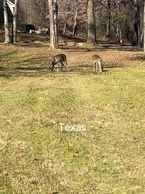 #deer #livingthedream #toomuchfun #texas #lakefork #ilovemyjob #working @shannonharris1968 