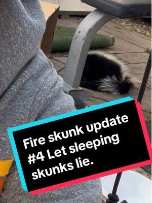 Fire skunk update number four. He still alive. He’s sleeping it off right now as soon as he moves into the box and moves a little bit more I will give him some of the foods that you’ve all suggested there’s water for him and there’s some cat kibble there right now. I will give you updates as they come #FireSkunk #Skunk #Fire #LosAngeles #PacificPalisades #Wind