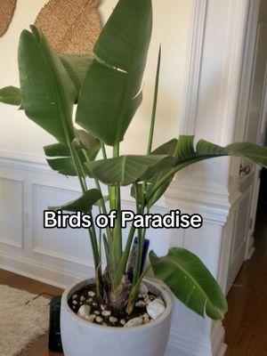 My plants hates being inside just as much as I do but they are still striving and producing new leaves. My white bird of Paradise is such a show off and I love it for her. 💕  #winter #houseplants #bop #isitspringyet 