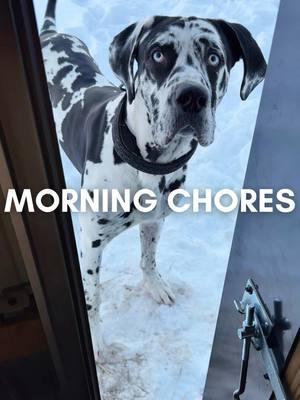 #roccothegreatdane #harlequingreatdane #greatdane #dogsoftiktok #dogvlog #cute #adorable #blueeyes #bigdog #dogmom #mamasboy #spoiled #funny #funnydog #doghumor