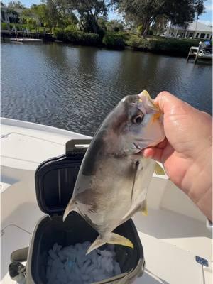 Had a killer day inshore jigging for pompano 🐟🎣! We had plenty of bycatch, like ladyfish, jack crevalle, and mutton snapper, but Captain Matt pulled in a perfect-sized pompano for dinner 🙌. Kept it cold all day in the 36 Can Titan Pro Leak Proof Welded Zipperless Cooler from @Arctic Zone & Titan —game changer! With its leak-proof zipperless design, dual grab handles, and mesh pockets, it’s built for the long haul. Use code RYANIZ for 15% off. Time to catch your own! 🔥 #FishingLife #Pompano #InshoreFishing #TitanCooler #ArcticZone #GameChanger #GoBeyond #TitanPRO